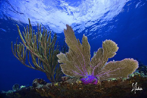 This image was taken during a dive at the Sugar Wreck nea... by Steven Anderson 